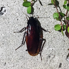 Periplaneta fuliginosa