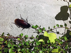 Periplaneta fuliginosa