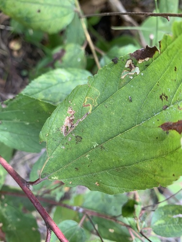 Stigmella ceanothi photo 2