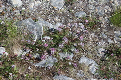 Oxytropis sordida