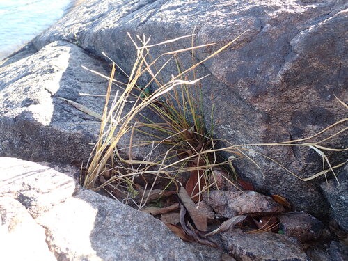 Eleocharis engelmannii iNat (3)