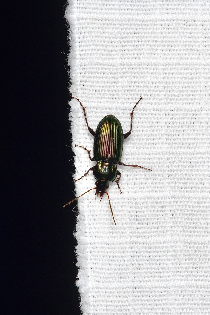 Poecilus diplophryus