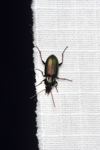 Poecilus diplophryus