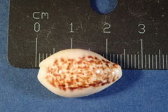Eclogavena coxeni