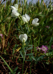 Vicia basaltica