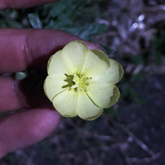 Oenothera laciniata