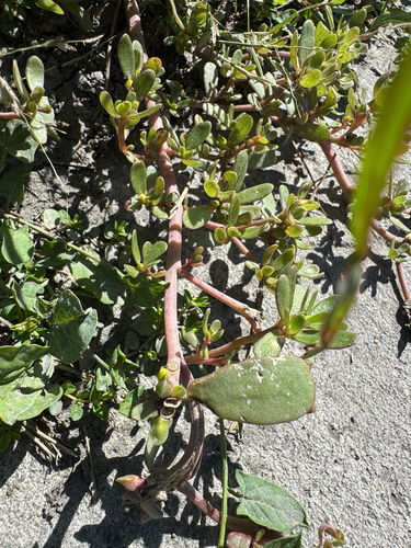 Common Purslane