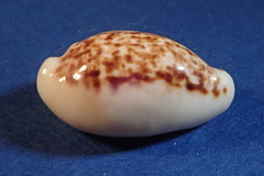 Eclogavena coxeni
