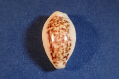 Eclogavena coxeni