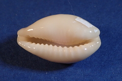 Eclogavena coxeni
