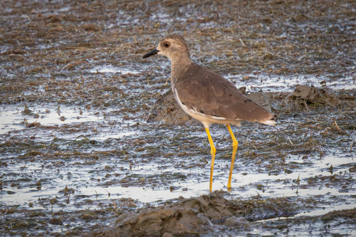 Avefría coliblanca (Vanellus leucurus)