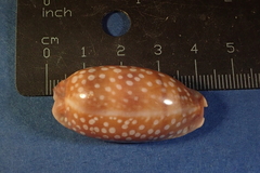 Macrocypraea cervinetta
