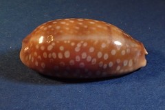 Macrocypraea cervinetta