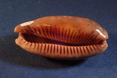 Macrocypraea cervinetta