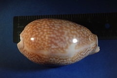 Macrocypraea cervus