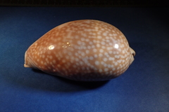 Macrocypraea cervus