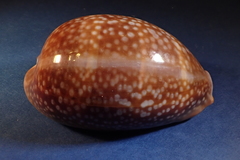 Macrocypraea cervus