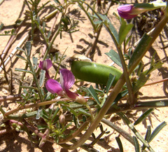 Vicia esdraelonensis