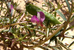 Vicia esdraelonensis