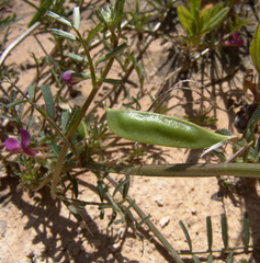 Vicia esdraelonensis