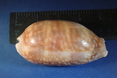 Macrocypraea zebra