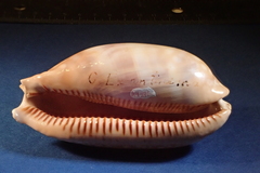 Macrocypraea zebra