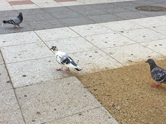 Columba livia domestica