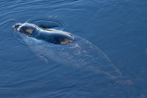 Saimaa Seal, photo 4 of 10
