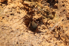 Phyxelididae