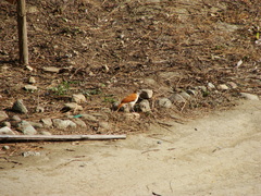 Furnarius leucopus cinnamomeus