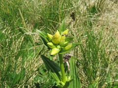 Gentiana burseri