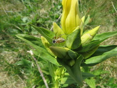 Gentiana burseri