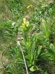 Gentiana burseri