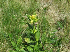 Gentiana burseri