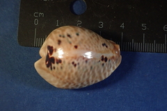 Muracypraea mus