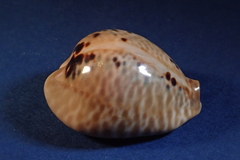 Muracypraea mus