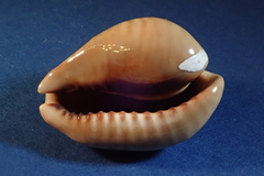 Muracypraea mus