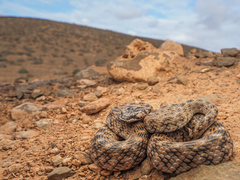 Iberian False Smooth Snake photo 2