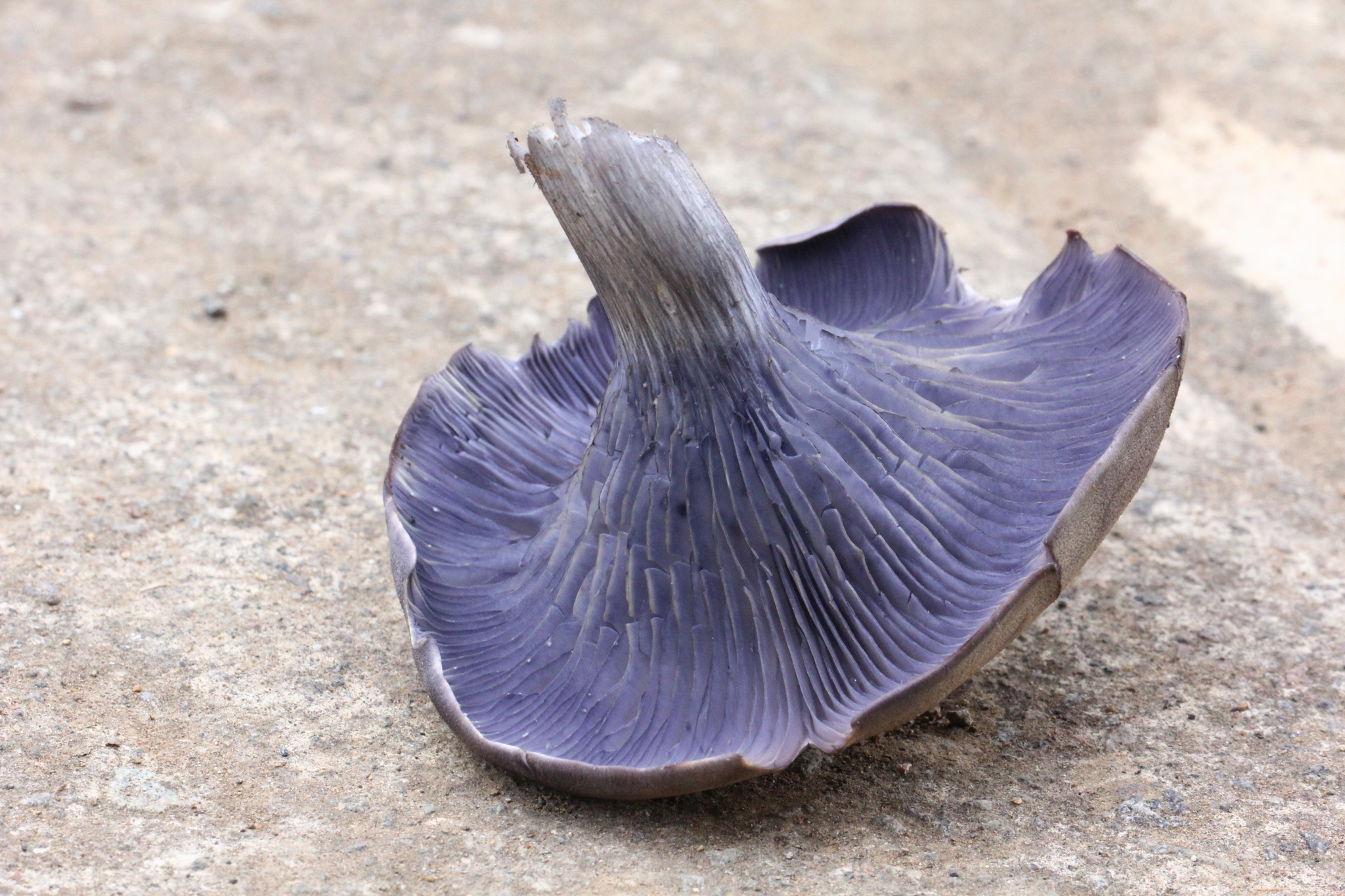 Omphalotus mexicanus image