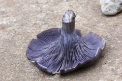 Omphalotus mexicanus