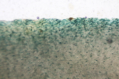 Omphalotus mexicanus