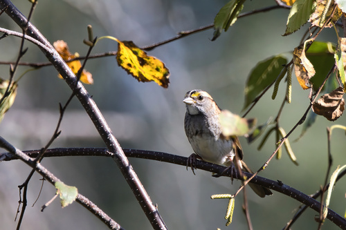 White-throated Sparrow photographed in Wisconsin