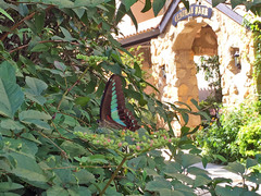 Graphium sarpedon nipponum