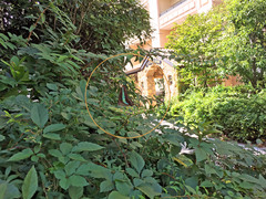 Graphium sarpedon nipponum