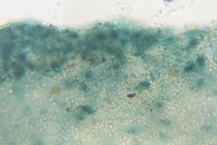 Omphalotus mexicanus