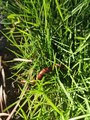 Rusty Millipede