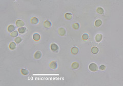 Omphalotus mexicanus