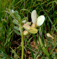 Vicia sericocarpa