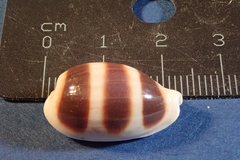 Palmadusta asellus