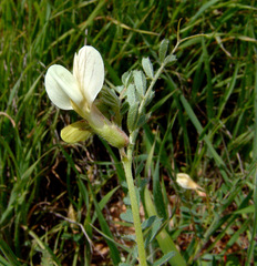 Vicia sericocarpa